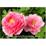 7 cây phong thủy mang vận may đến cho gia chủ